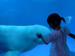 -海合安成都极地海洋公园