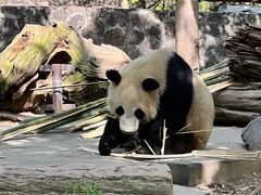 -都江堰中华大熊猫苑