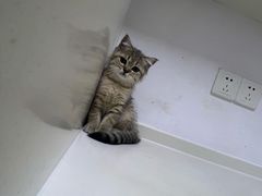 -关爱宠物医院·猫科中心·消化科(滨湖万达分院)