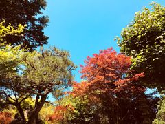 -料亭菊水楼