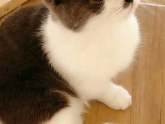 -李小姐の猫咖啡馆(五角场店)