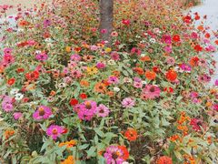 -四川大学(江安校区)