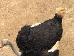 -泉州海丝野生动物世界