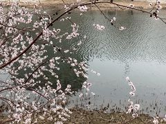 -桃花堤公园