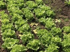 -前小桔亲子创意农场·草莓采摘·露营烧烤