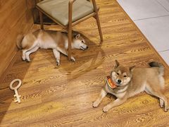 -柴务处·柴犬主题狗咖