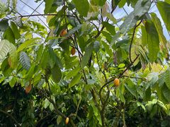 -歌斐颂巧克力小镇