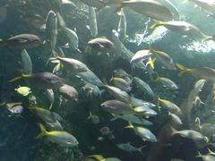 -上海海洋水族馆-停车场