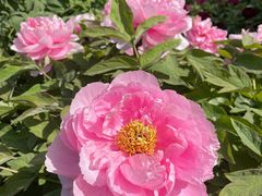-莲花池公园