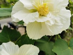 -双季花艺园艺市场(浦东店)