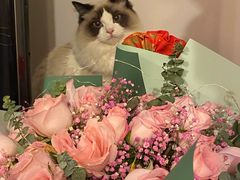 -猫十亿·布偶金渐层·曼基康矮脚猫舍(青年路店)