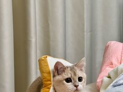 -三花喵·撸猫购宠·宠物生活馆(虹桥南丰城店)