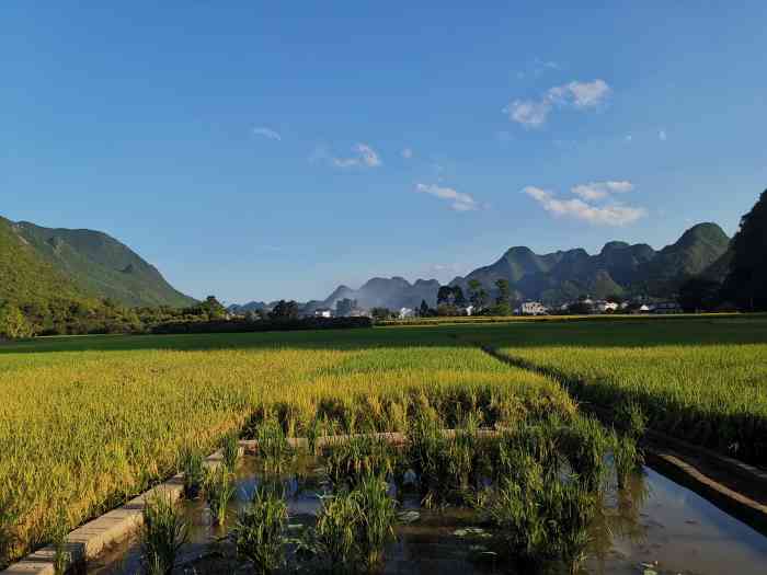 上纳灰村-"含羞草本草 哈哈真的太好玩儿了 上一次."-大众点评移动版