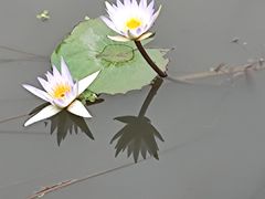 -五缘湾湿地公园