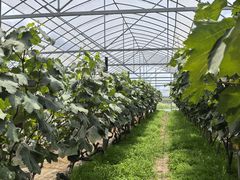 -马陆小张葡萄园农家乐