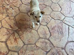 -茶颜悦色(环球奥特莱斯店)