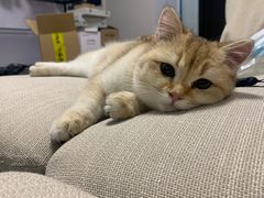 -东方名猫馆·英短金渐层布偶猫舍(环线广场1号楼店)