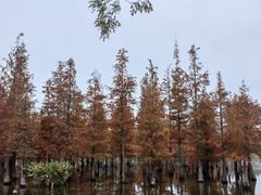 -白鹭湾湿地公园