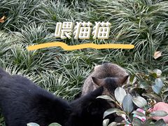 -西安大兴善寺