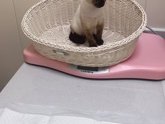 -纳吉亚猫专科动物医院博雅分院