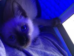 -艾贝尔宠物诊疗