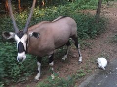 -清迈夜间动物园