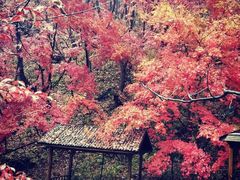 -天女山森林公园