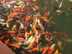 iphone_upload_pic-苏苑饭店-中餐厅(长桥地区店)