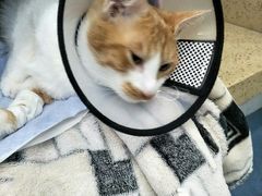 -伟伟宠物医院·CT影像中心·瑞派犬猫综合性门诊(汉口总院)