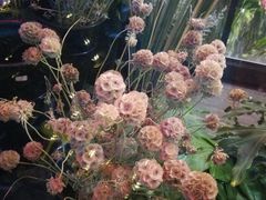 -花里花店(唐镇阳光天地店)