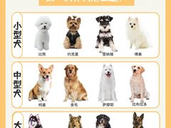 -翊宠yipet猫狗购宠庄园犬舍•猫舍