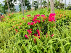 -宝安西湾红树林湿地公园