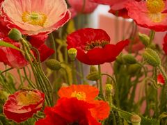 -二酉书店TOYOU BOOKS