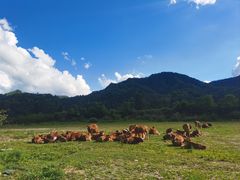 -黑河国家森林公园