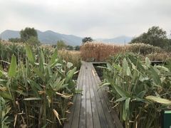 -长兴太湖图影湿地文化园