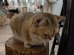 -柴迷FANS CLUB·柴犬狗咖·猫咖