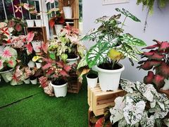 -上海鲜花港
