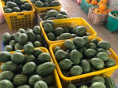 西瓜们-庞各庄翠芳园西瓜蔬菜基地采摘园