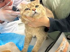 -达爱动物医院·犬猫分区·CT·复杂眼科(远洋山水分院)
