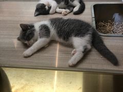 -飞行喵MR PILOT|猫舍·猫咖(静安大融城店)