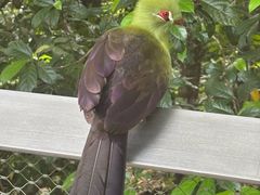 -新加坡飞禽公园