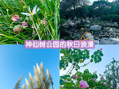 -神仙树公园