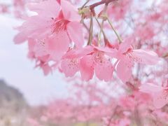 -绵阳盛世樱花悠乐谷