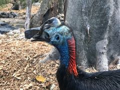 -费瑟代尔野生动物园