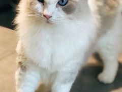 -吉丁鸟咖·异宠·寄养