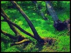 -西湖风景区-江洋畈生态公园