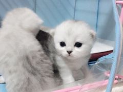-瑞派宠物医院·24小时骨科·心脏·核磁(哈尔滨南岗店)