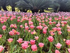 -上海鲜花港