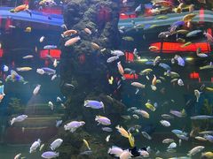 -长春中泰海洋世界