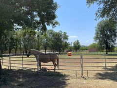 -北京群众马术培训基地